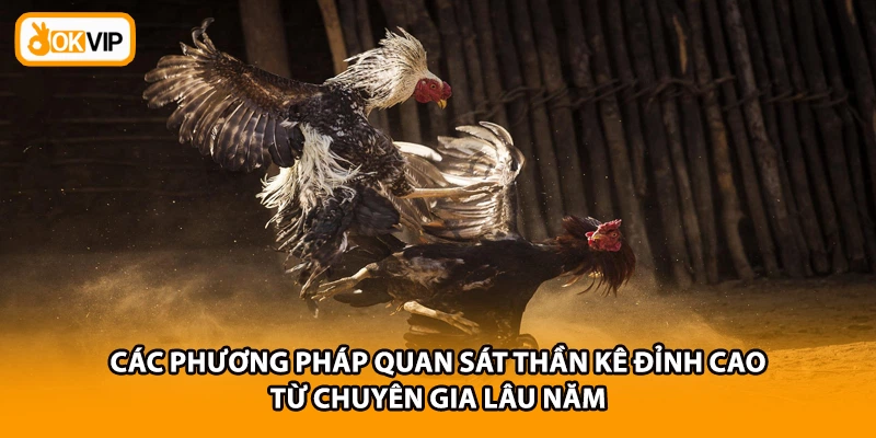 Các phương pháp quan sát thần kê đỉnh cao từ chuyên gia lâu năm