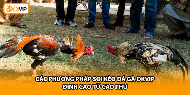 Các phương pháp soi kèo đá gà OKVIP đỉnh cao từ cao thủ