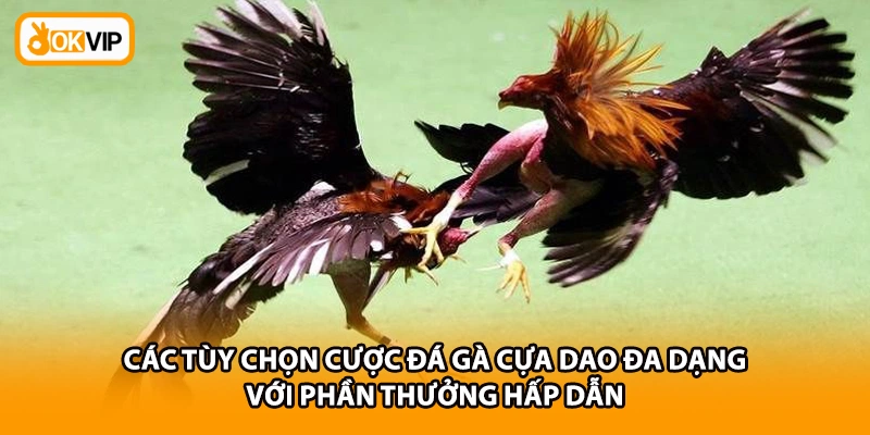 Các tùy chọn cược Đá gà cựa dao đa dạng với phần thưởng hấp dẫn