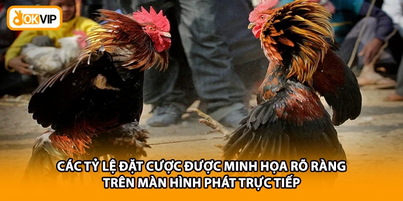 Các tỷ lệ đặt cược được minh họa rõ ràng trên màn hình phát trực tiếp