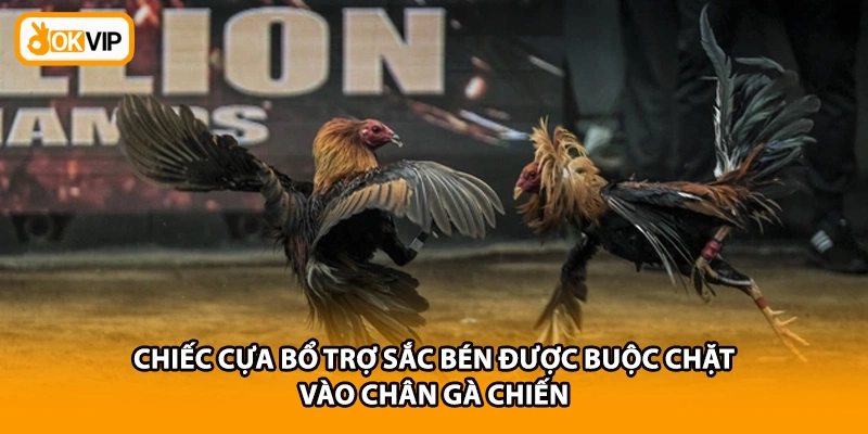 Chiếc cựa bổ trợ sắc bén được buộc chặt vào chân gà chiến