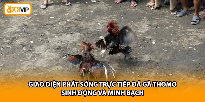 Giao diện phát sóng trực tiếp đá gà thomo sinh động và minh bạch