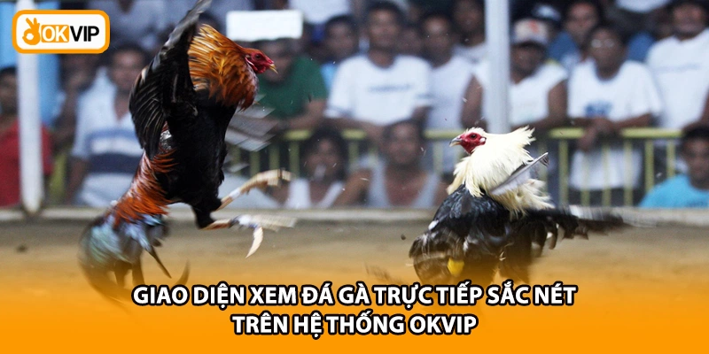 Giao diện xem đá gà trực tiếp sắc nét trên hệ thống OKVIP