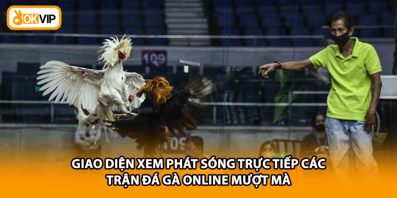 Giao diện xem phát sóng trực tiếp các trận đá gà online mượt mà