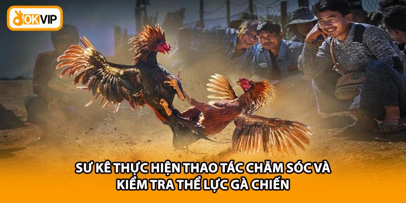 Sư kê thực hiện thao tác chăm sóc và kiểm tra thể lực gà chiến